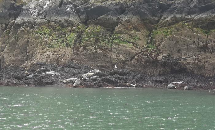 Atlantic Grey Seals hauled-out